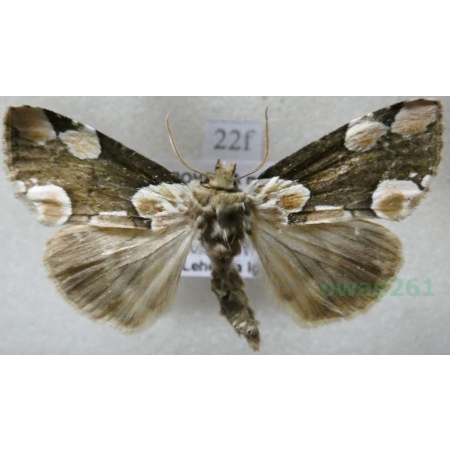 Thyatira batis (Linnaeus, 1758) Plamówka malinówka Czech22f